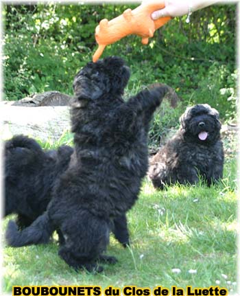 bouvier des flandres photo chiot - Elevage Clos Luette -  COPYRIGHT DEPOSE